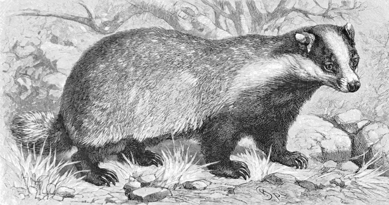Common Badger