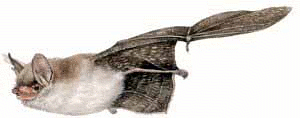 Natterers Bat