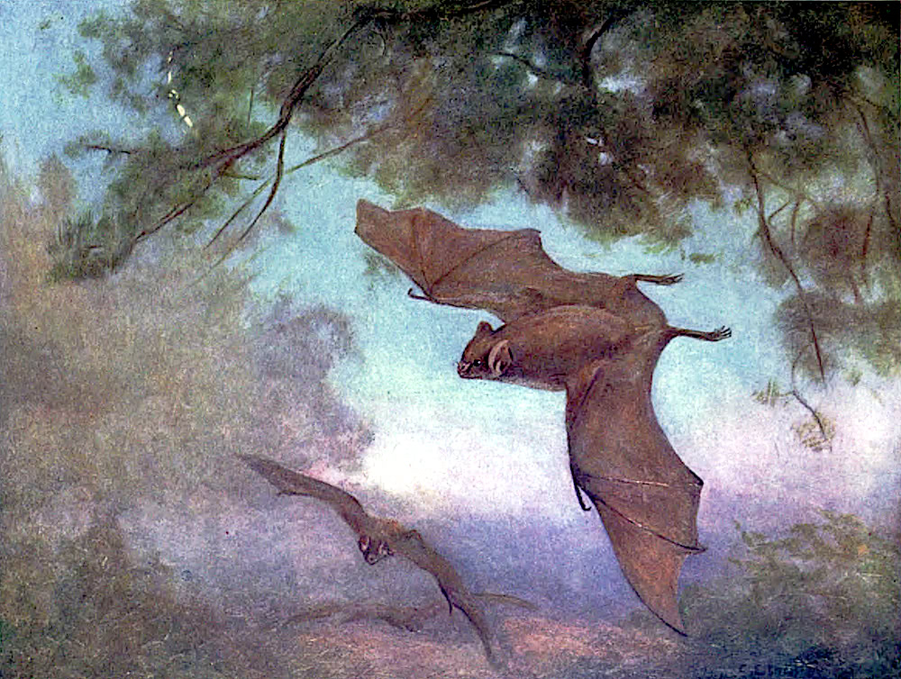Vampire bats painting