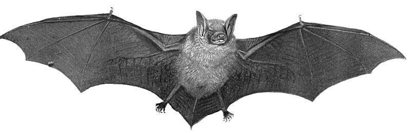 bat large BW