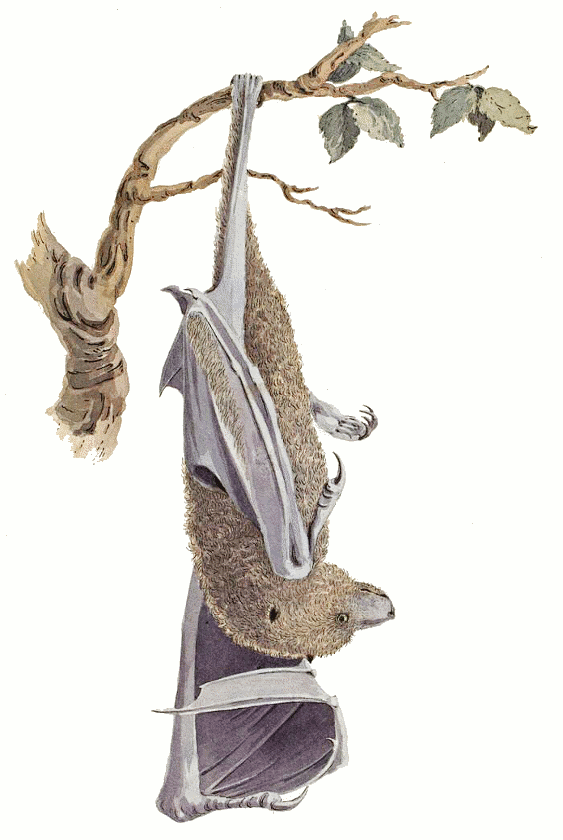 Bonin flying fox  pteropus pselaphon