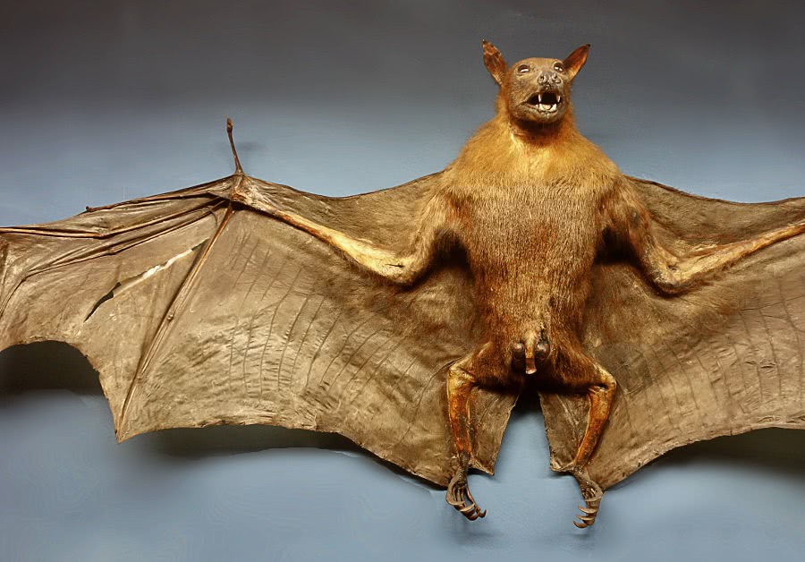 Flying fox  Pteropus vampyrus