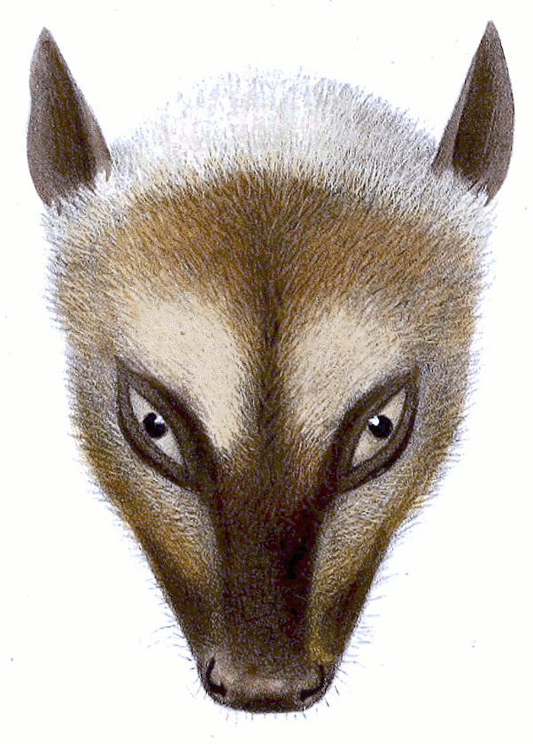 Great flying fox  pteropus neohibernicus head