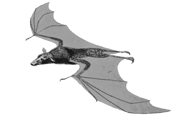 Large Flying Fox  Pteropus vampyrus