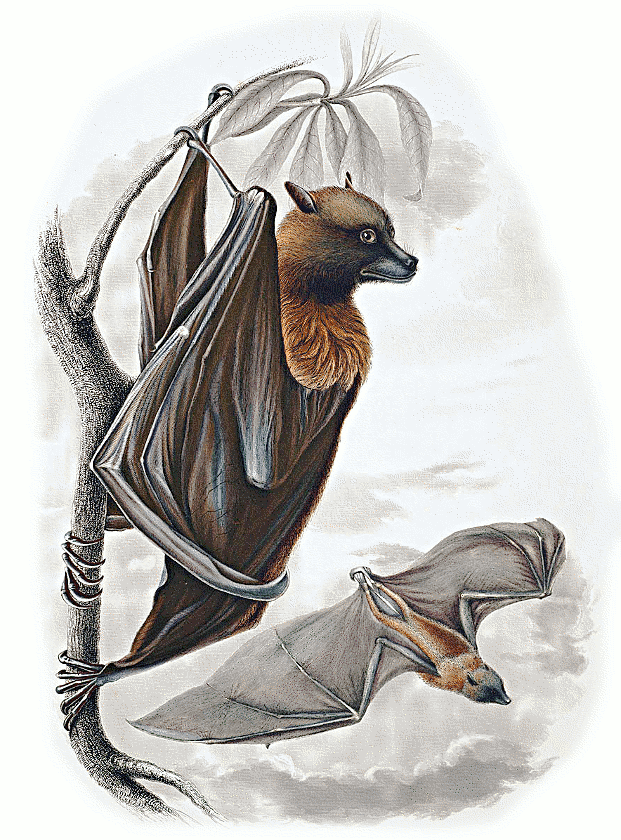 Samoan flying fox  pteropus samoensis