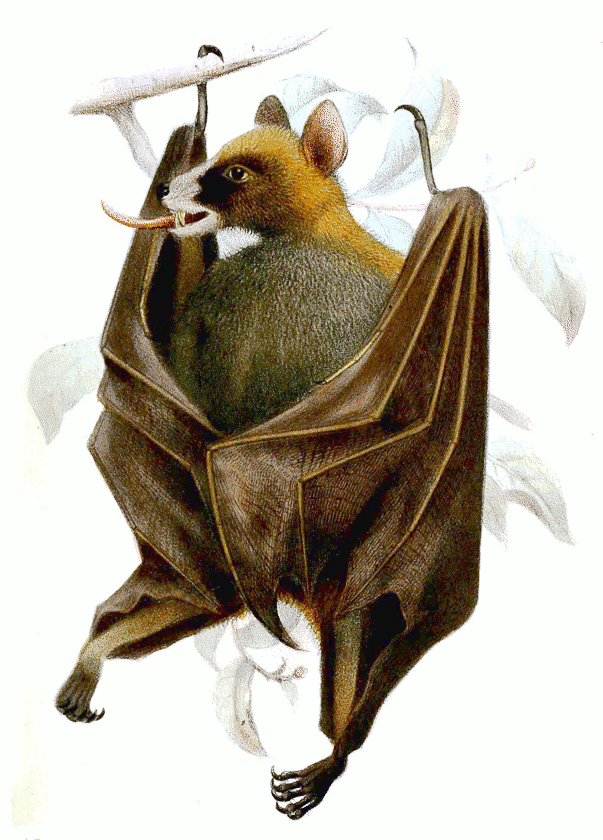 Black-bellied fruit bat  Melonycteris melanops