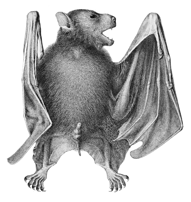 Greater Musky Fruit bat  Ptenochirus jagori