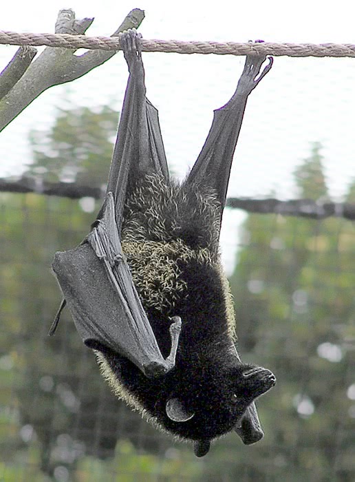 Livingstones Fruit Bat pteropus livingstonii