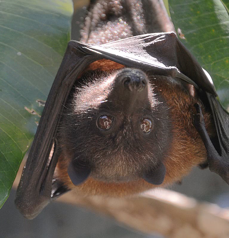 Mariana fruit bat  pteropus mariannus
