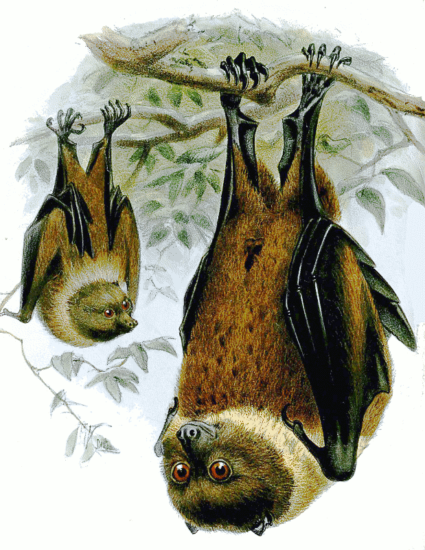 Ryukyu fruit bat  pteropus dasymallus