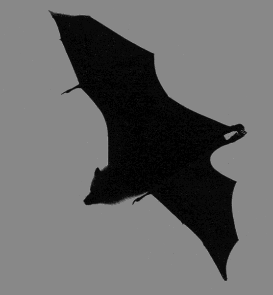 Seychelles Fruit bat  pteropus seychellensis