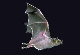 mexican long nosed bat