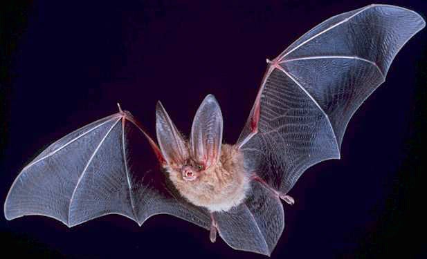 Big eared townsend bat  Corynorhinus townsendii