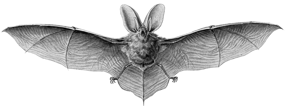 Brown Long-Eared Bat  Plecotus auritus