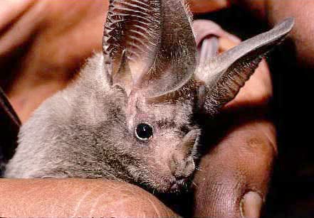 California leaf-nosed bat closeup