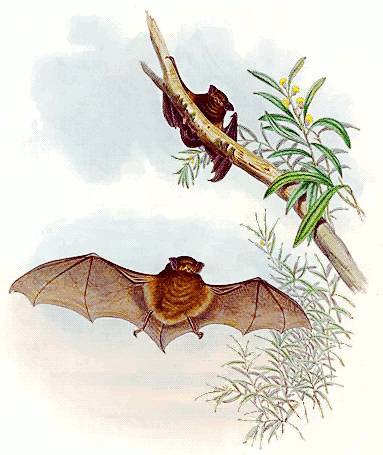 Chocolate Wattled Bat