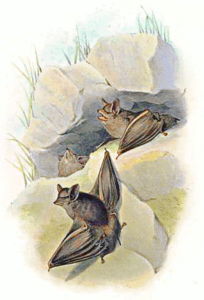 Coastal Sheathtail-bat
