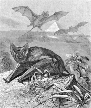 Flap-nosed Bat