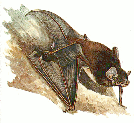 Goulds Long-eared bat  Nyctophilus gouldi