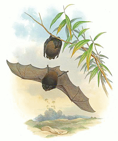 Goulds Wattled Bat