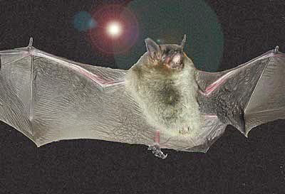 Gray bat