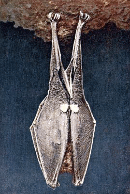 Greater Horse-shoe bat  Rhinolophus ferrum-equinum