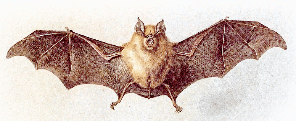 Greater Horseshoe bat