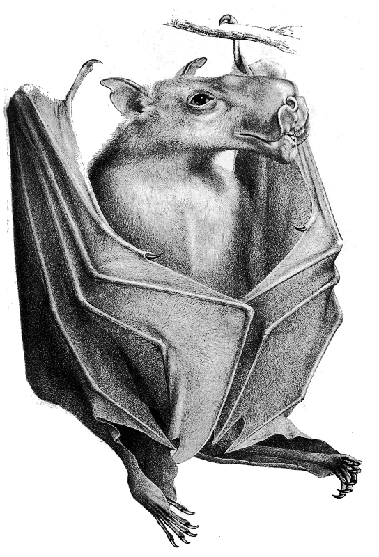 Hammer-headed bat  Hypsignathus monstrosus