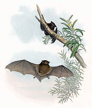 Hoary wattled bat  Chalinolobus nigrogriseus