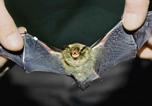 Indiana Bat photo