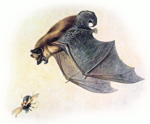 Leislers bat chasing bug