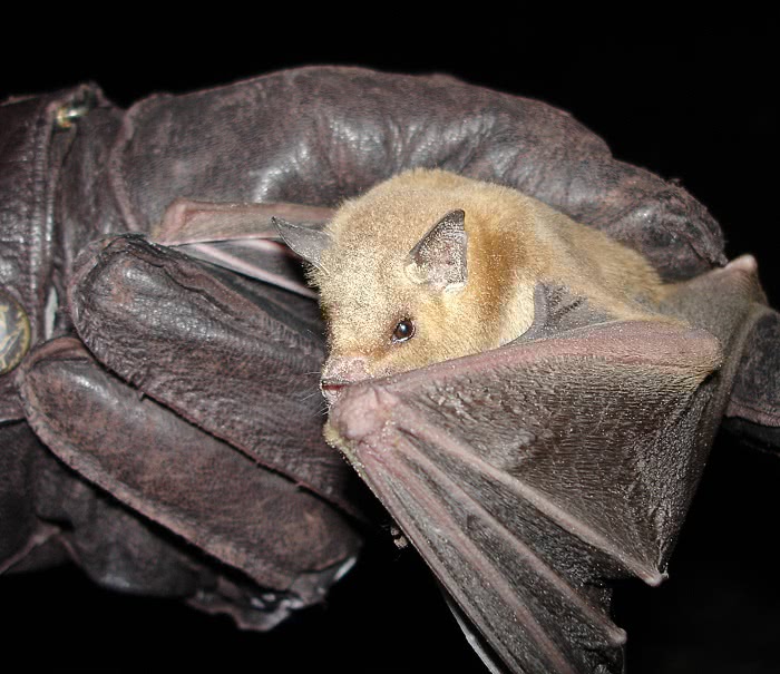 Lesser long-nosed bat in hand