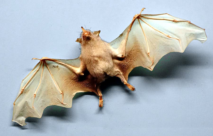 Little yellow-shouldered bat  Sturnia lilium