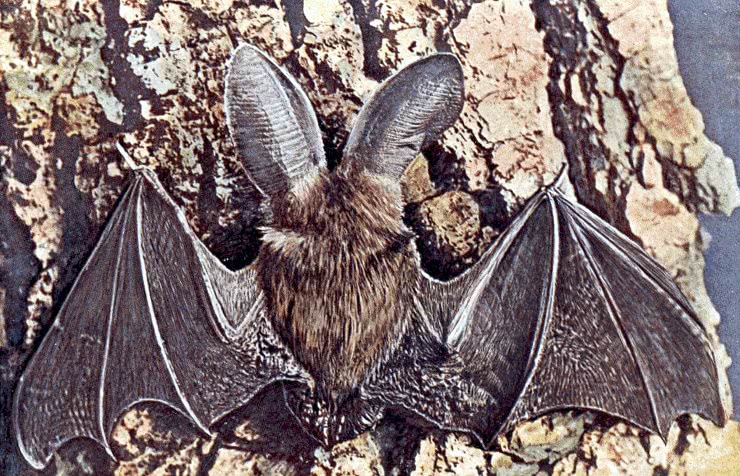 Long-eared bat  Plecotus auritus