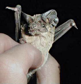 Mexican Free-tailed bat  Tadarida brasiliensis