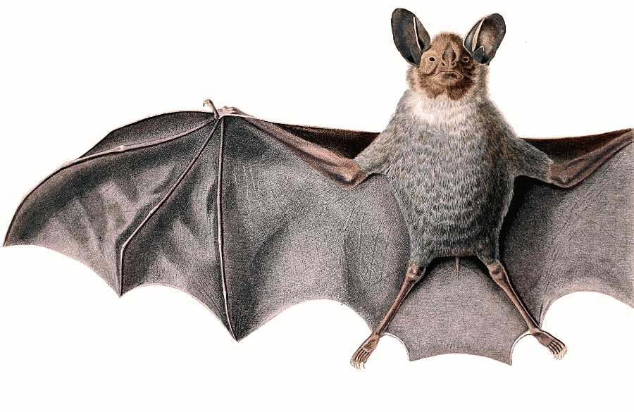 White-throated Round-eared Bat