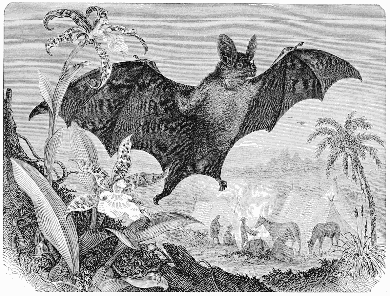 Common Vampire bat  Desmodus rotundus