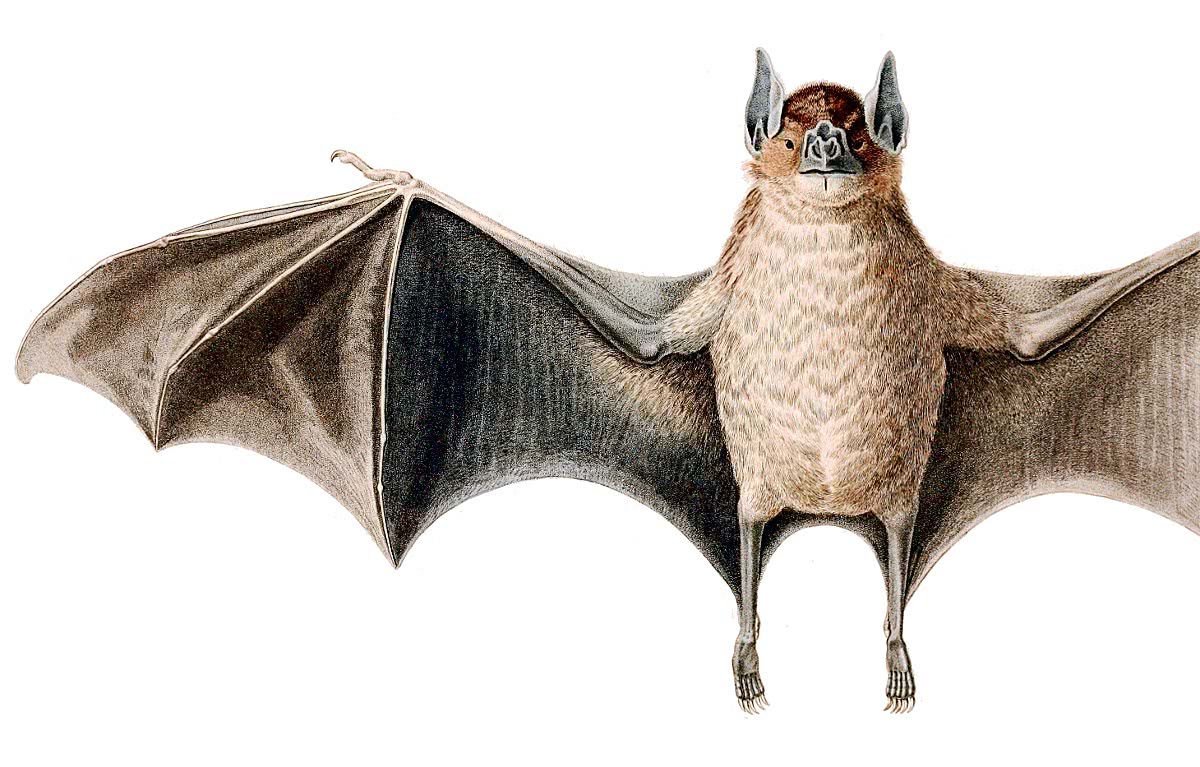 Vampire bat illustration
