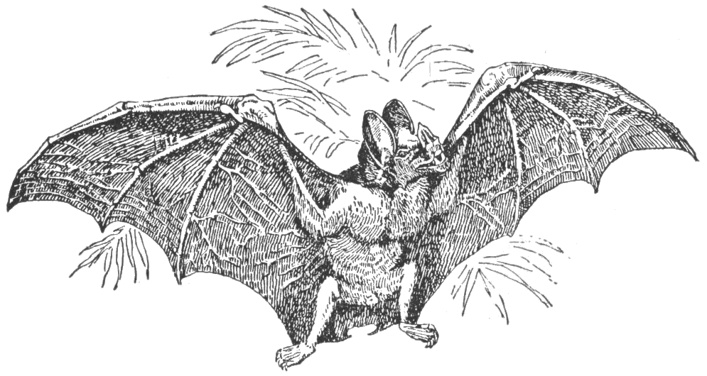 Vampire bat lineart