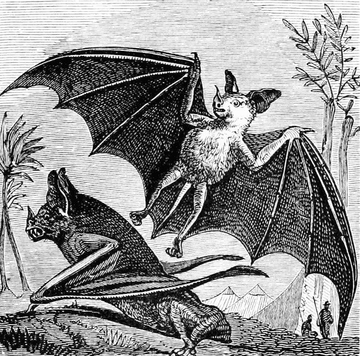 Vampire bat of south america