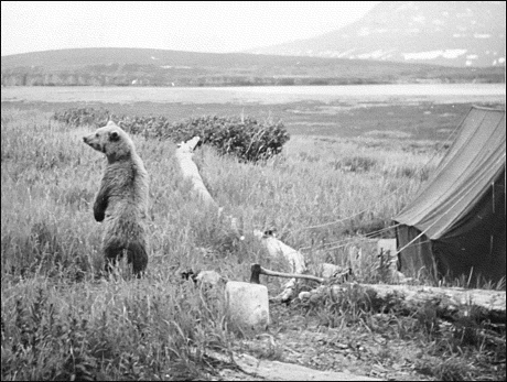 Bear in Camp