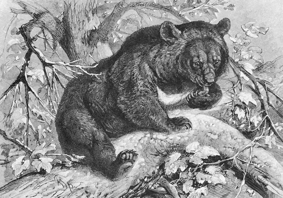 Malayan Bear