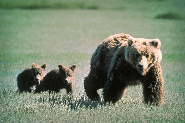 Grizzly w cubs