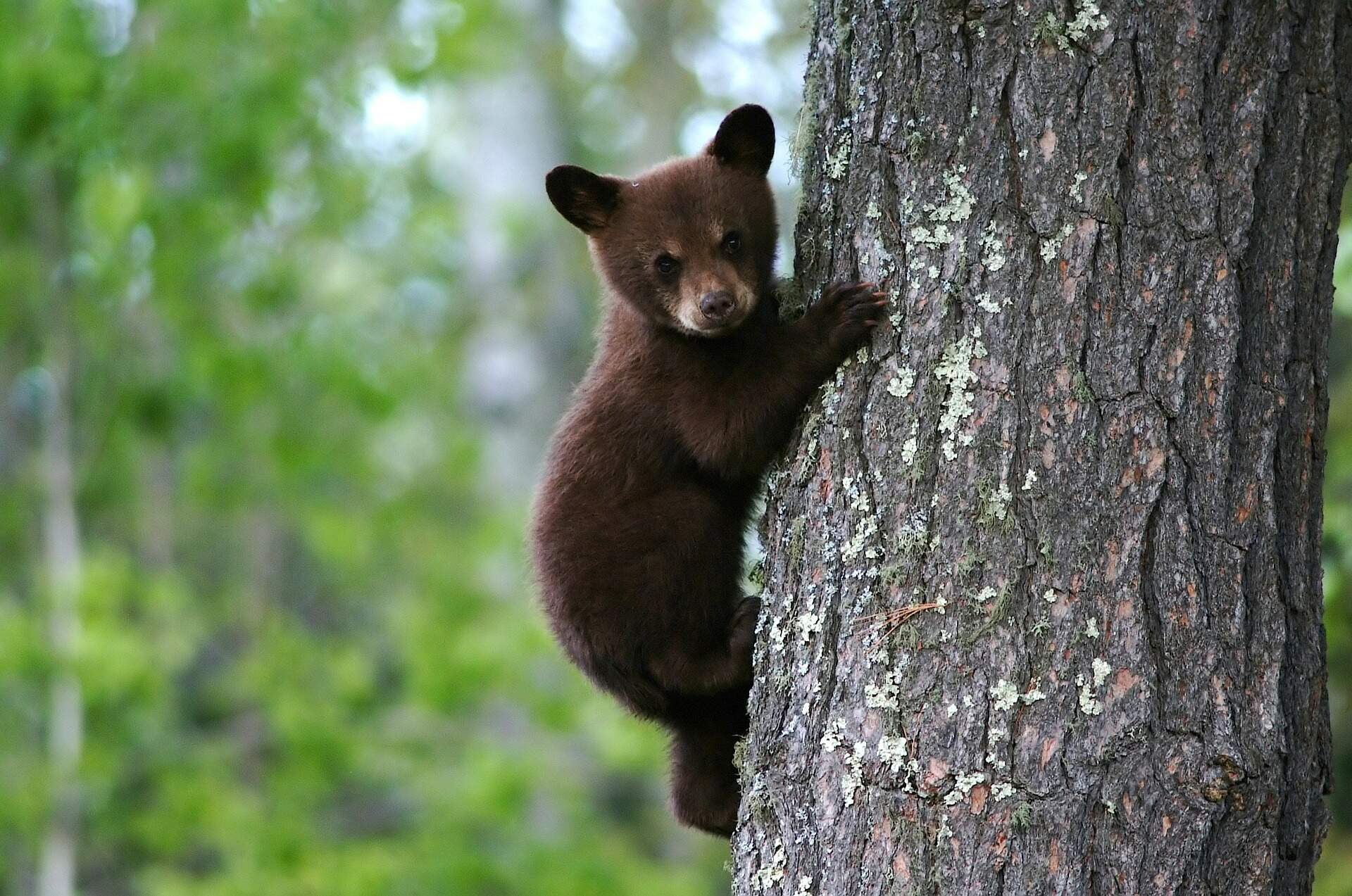 bear-cub-tree-photo