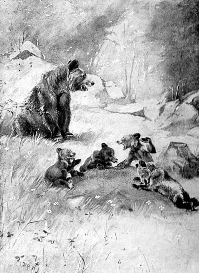 bear cubs playing