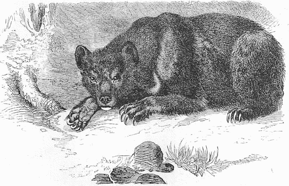 Asian Black bear  Ursus tibetanus