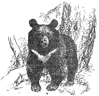 Asian black bear lineart