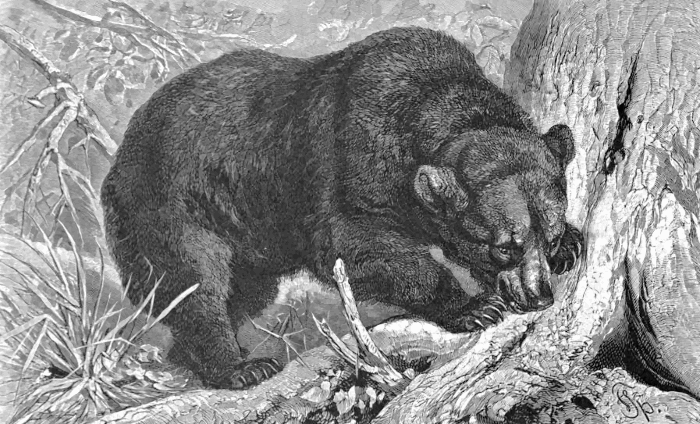Black Bear foraging