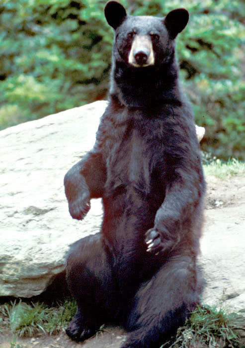 black bear sitting tall