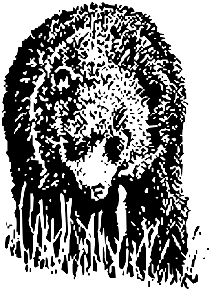 black bear sketch 3